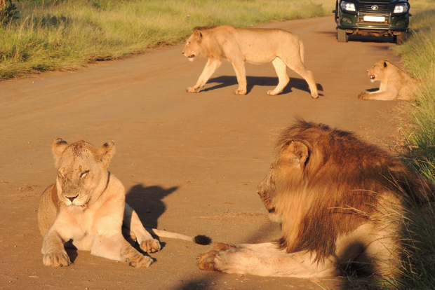 Parque Nacional Kruger: Safári de observação da vida selvagem