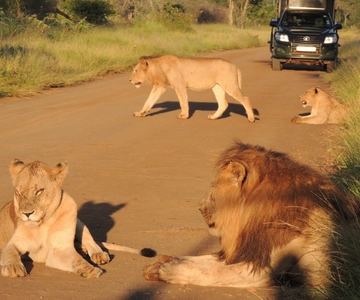 Kruger National Park: Wildlife-Watching Safari