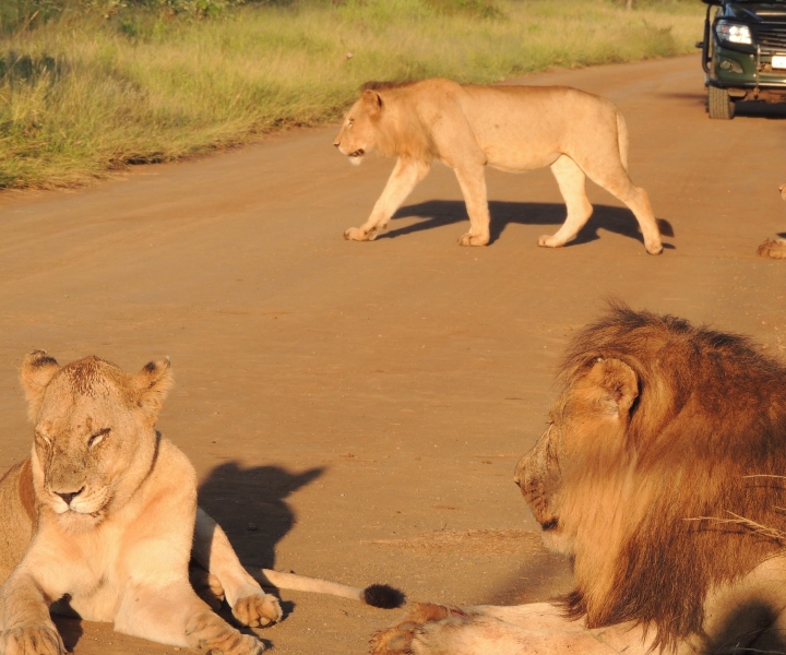 Kruger National Park: Wildlife-Watching Safari