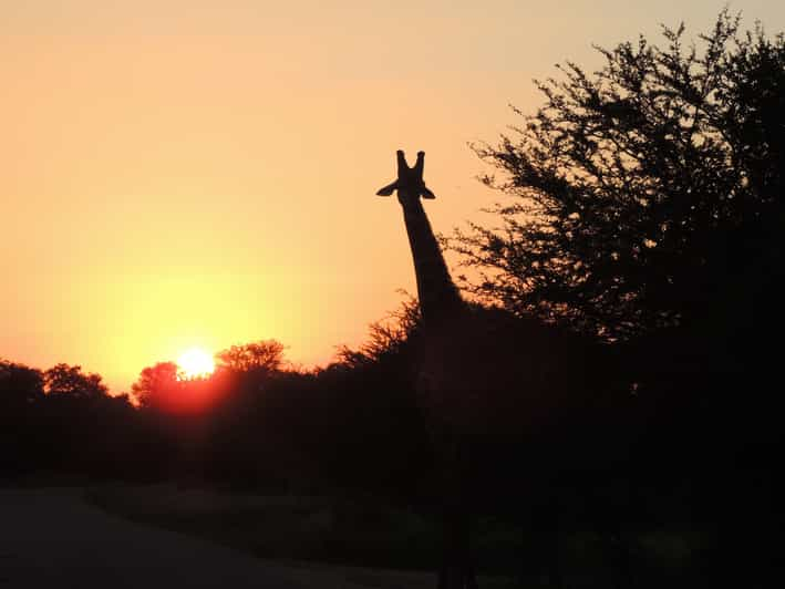 Kruger National Park: Wildlife-watching Safari 