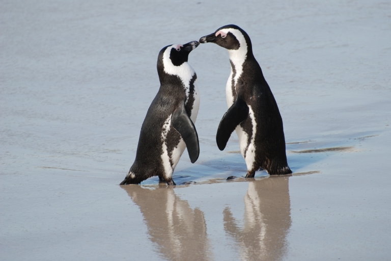 Ciudad del Cabo: Excursión de un día por el Cabo de Buena Esperanza y los Pingüinos