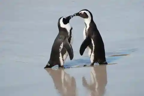 Cape Town: Cape of Good Hope and Penguins Full-Day Tour
