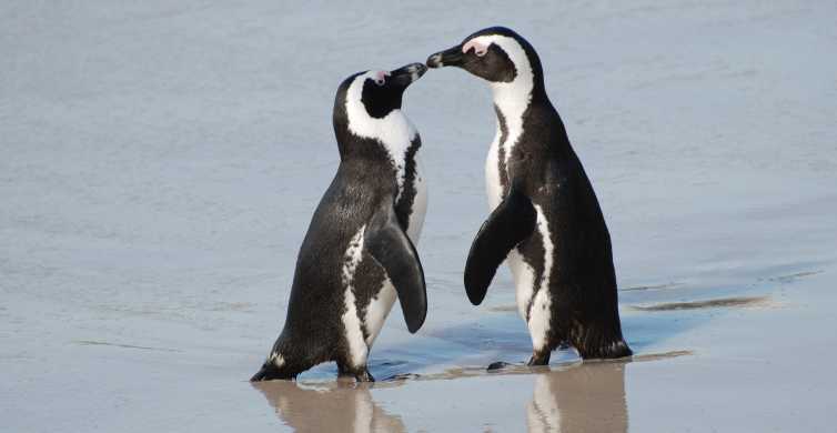 Cape Town: Cape of Good Hope and Penguins Full-Day Tour
