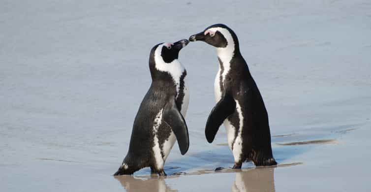 Cape Town: Cape of Good Hope and Penguins Full-Day Tour