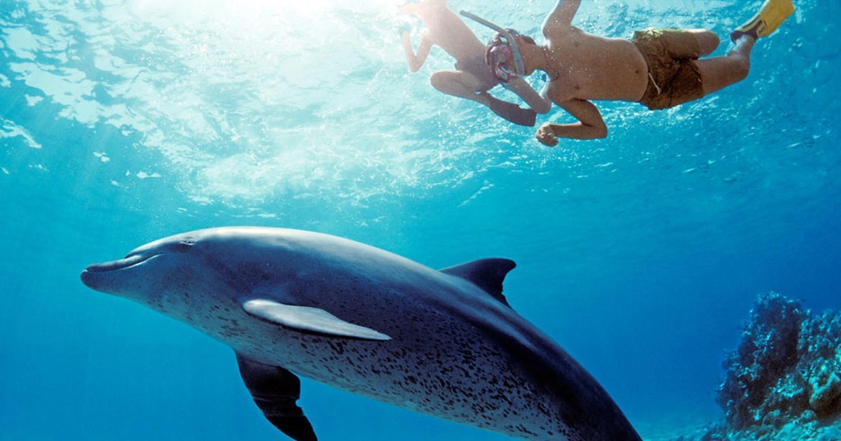 Hurghada Boottocht Dolfijnen Spotten Snorkelen En Lunch GetYourGuide