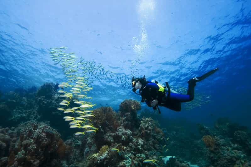 Рыбы в красном море шарм эль шейх фото