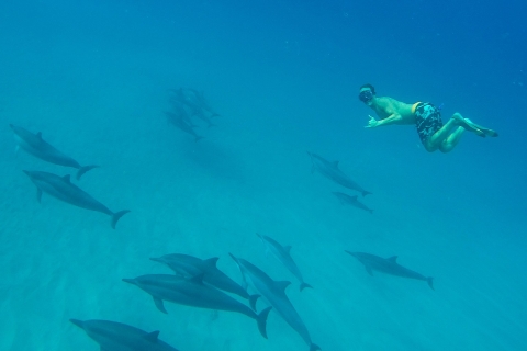 Marsa Alam : Croisière d'observation des dauphins avec snorkeling et déjeuner