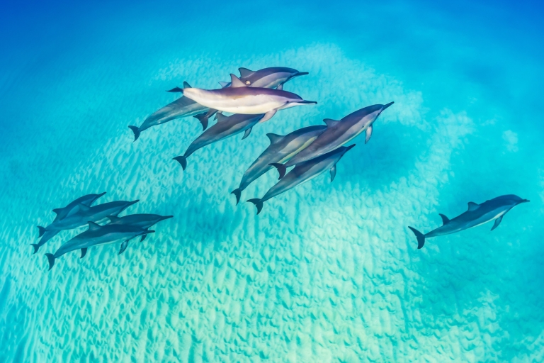 Marsa Alam: Crucero de observación de delfines con snorkel y almuerzo