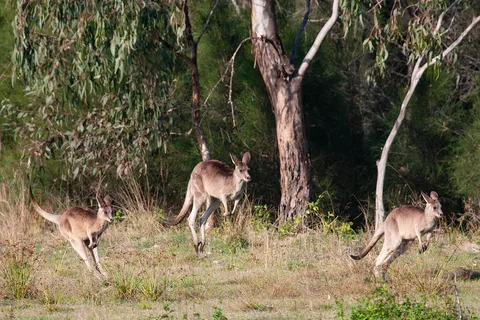 Brisbane: Kängurus, Vögel und Mangroven - Tour an der Küste