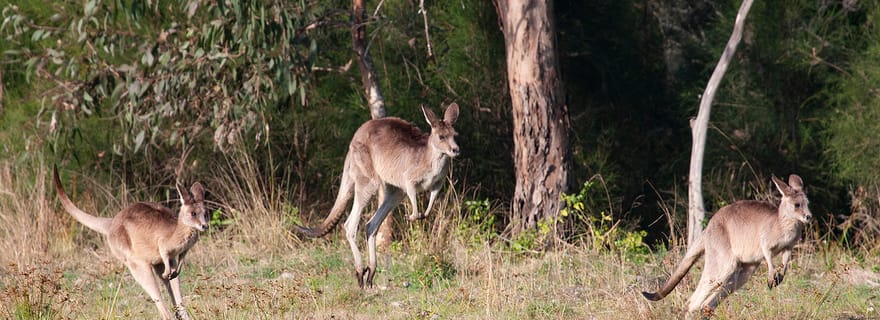 Brisbane : kangourous, oiseaux et mangroves, circuit côtier