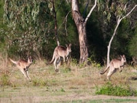 Tour costiero di Brisbane, canguri, uccelli e mangrovie - Hizvo