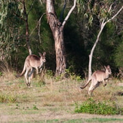 Brisbane: Kangaroos, Birds and Mangroves Coastal Tour