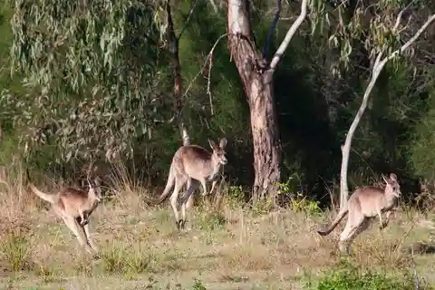 Brisbane : Circuit côtier des kangourous, des oiseaux et des mangroves