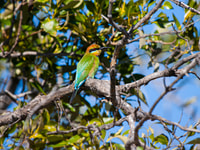 Tour costiero di Brisbane, canguri, uccelli e mangrovie - Hizvo