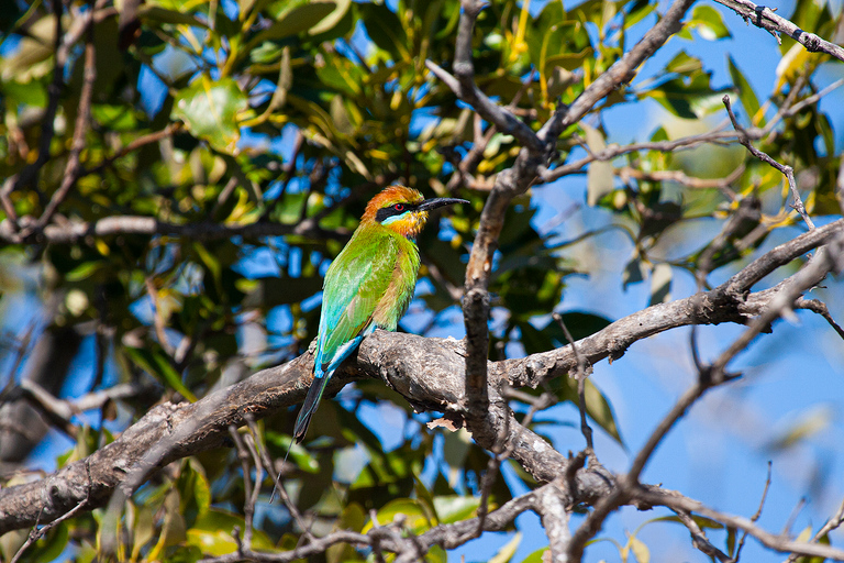 Brisbane: Kangaroos, Birds and Mangroves Coastal Tour Brisbane: Kangaroos, Birds & Mangroves Coastal Private Tour