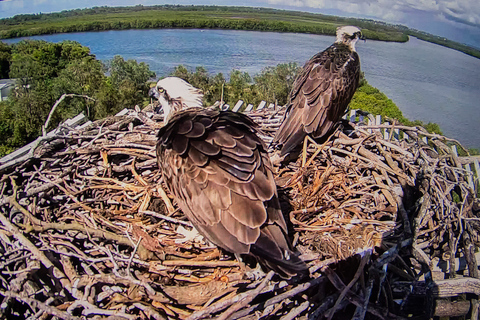 Brisbane: Kangaroos, Birds and Mangroves Coastal Tour Brisbane: Kangaroos, Birds & Mangroves Coastal Private Tour