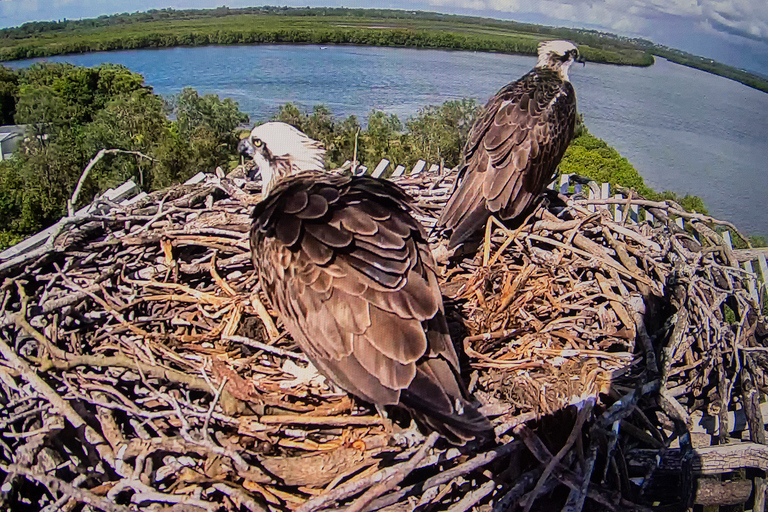 Brisbane: Kangaroos, Birds and Mangroves Coastal Tour Brisbane: Kangaroos, Birds & Mangroves Coastal Private Tour