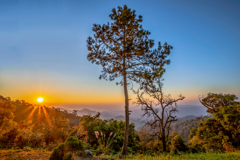 Wilde Gibbons, Trekking und Sightseeing in Mae Kampong