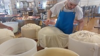 Rosola, Parmigiano Dairy Farm Visit with Cheese Tasting - Housity