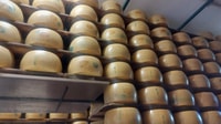 Rosola, Parmigiano Dairy Farm Visit with Cheese Tasting - Housity