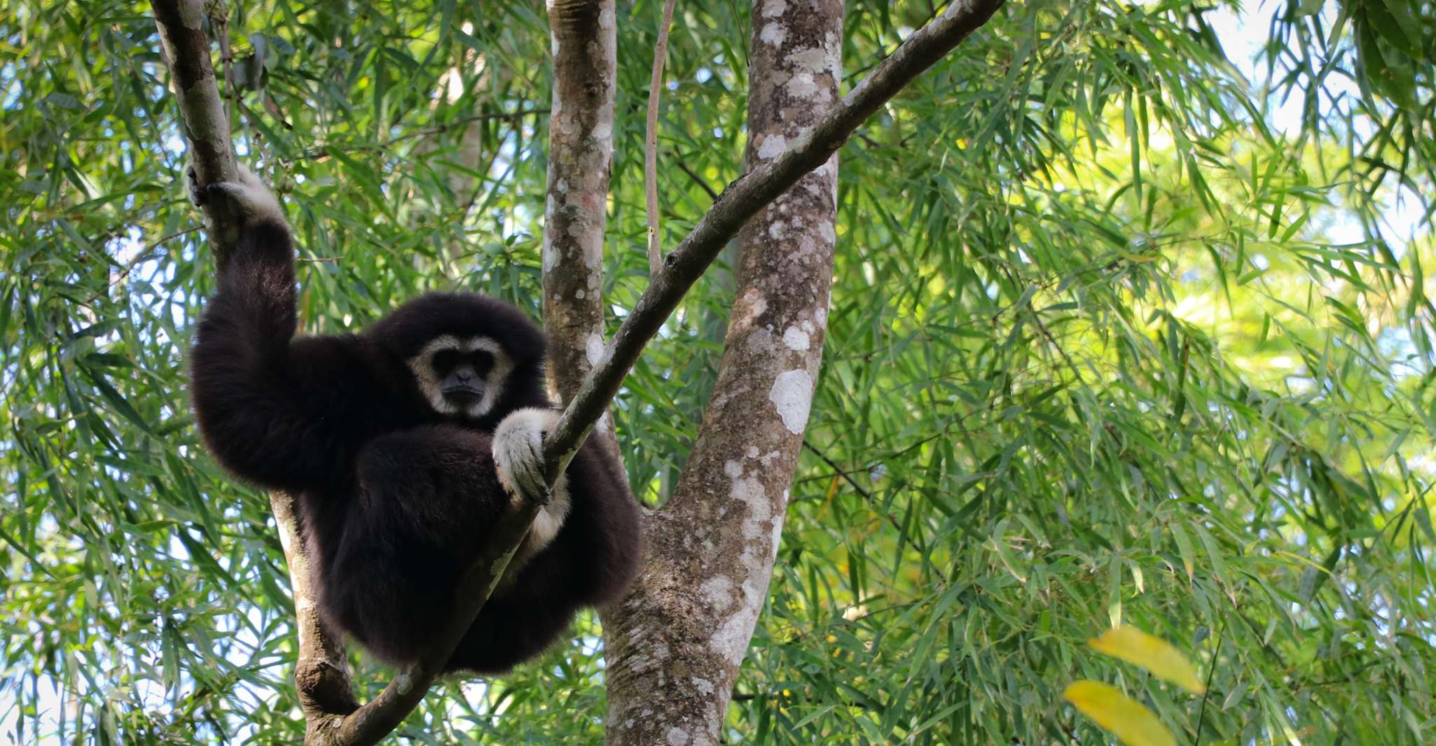 Chiang Mai: Gibbons, Trekking & Mae Kampong Small Group Tour