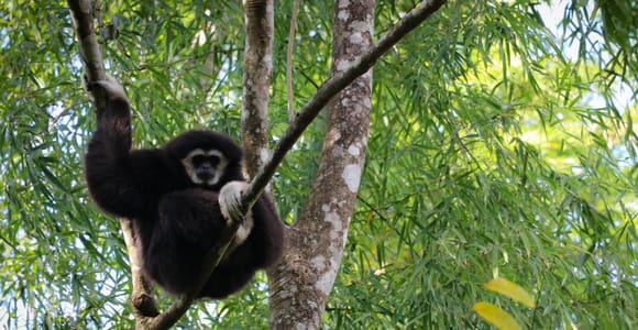 Chiang Mai: Gibbons, Trekking & Mae Kampong Small Group Tour