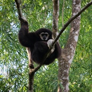 Chiang Mai: Gibbons, Trekking & Mae Kampong Small Group Tour
