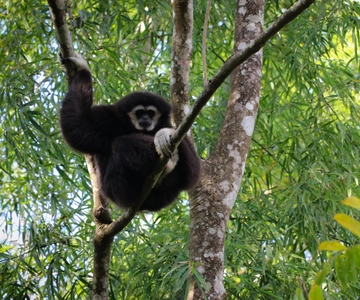 Chiang Mai: Gibbons, Trekking & Mae Kampong Small Group Tour