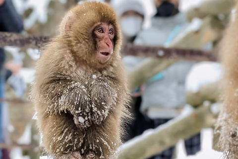 Au départ de Tokyo : Visite d&#039;un jour du singe des neiges avec déjeuner de Sukiyaki de bœuf