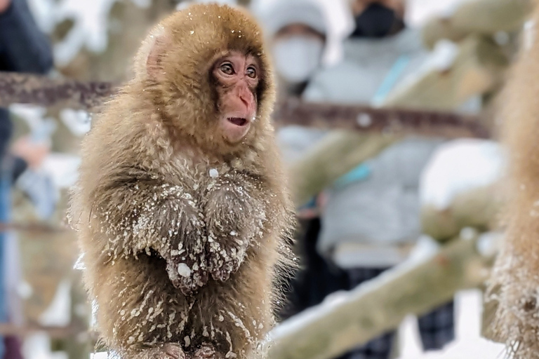 De Tóquio: Snow Monkey 1 Day Tour com almoço Beef Sukiyaki