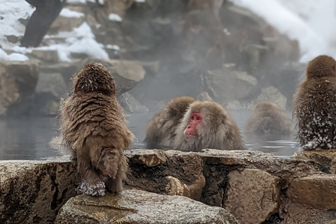 Vanuit Tokio: Snow Monkey 1-daagse tour met Sukiyaki-lunch met rundvlees