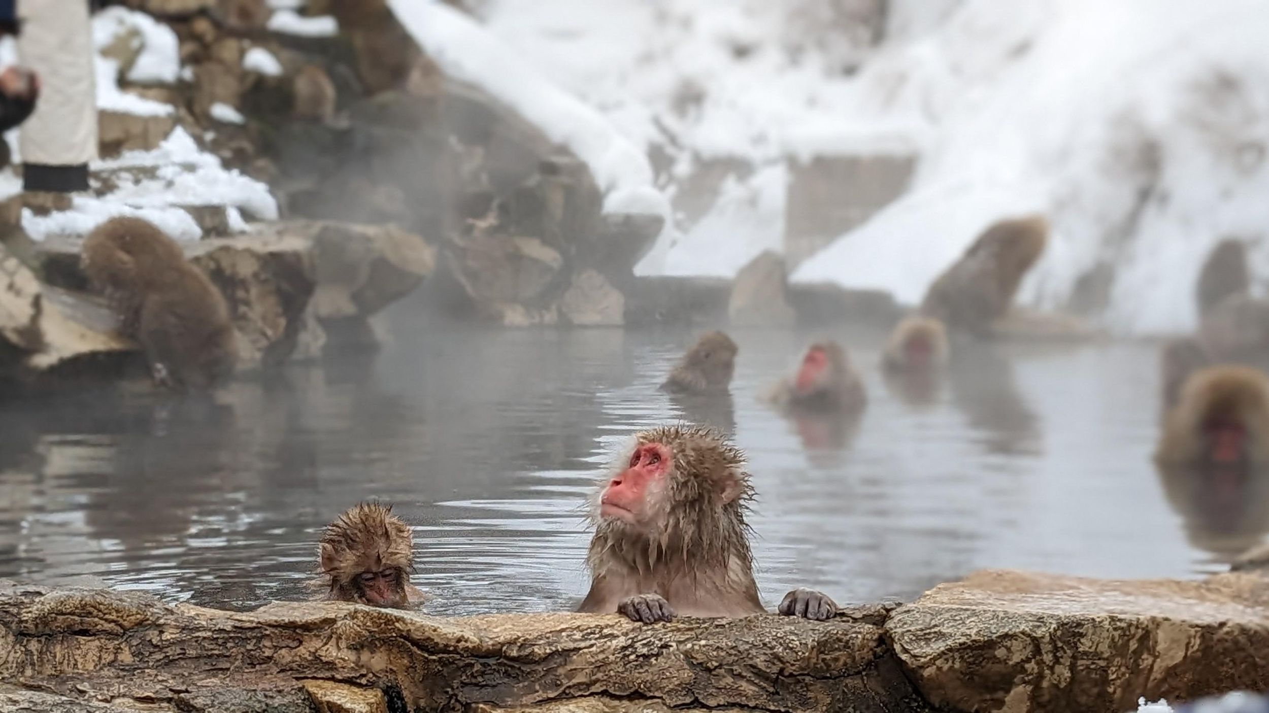 Von Tokio aus: Snow Monkey 1 Tag Tour mit Beef Sukiyaki Mittagessen