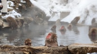 Von Tokio, Schneeaffe 1 Tag Tour mit Rindfleisch Sukiyaki Mittagessen - Hizvo