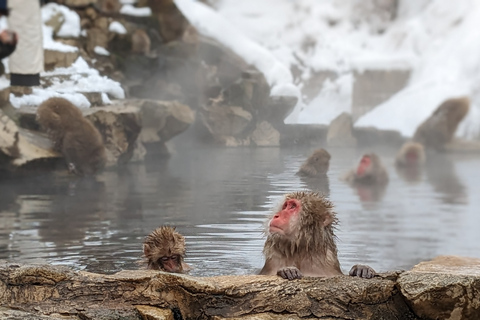 De Tóquio: Snow Monkey 1 Day Tour com almoço Beef Sukiyaki