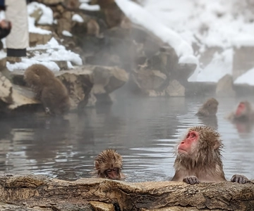 From Tokyo: Snow Monkey 1 Day Tour with Beef Sukiyaki Lunch