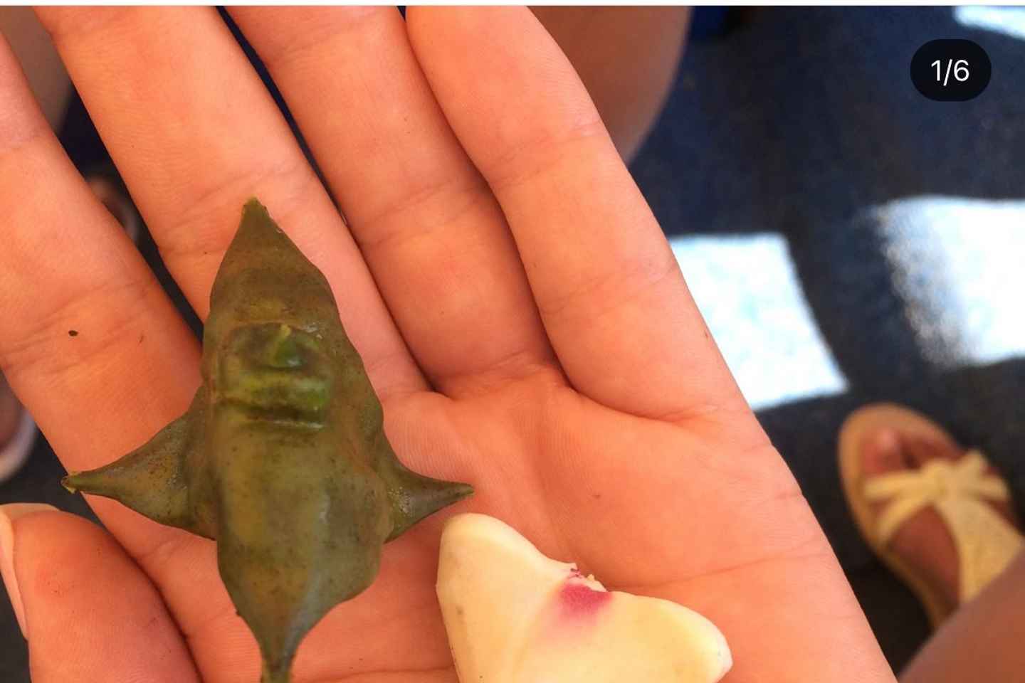 SÓLSETUR/SÓLARUPPRÁS EINKA BÁTATÚR Á SKADAR VATNI (2 KLST)