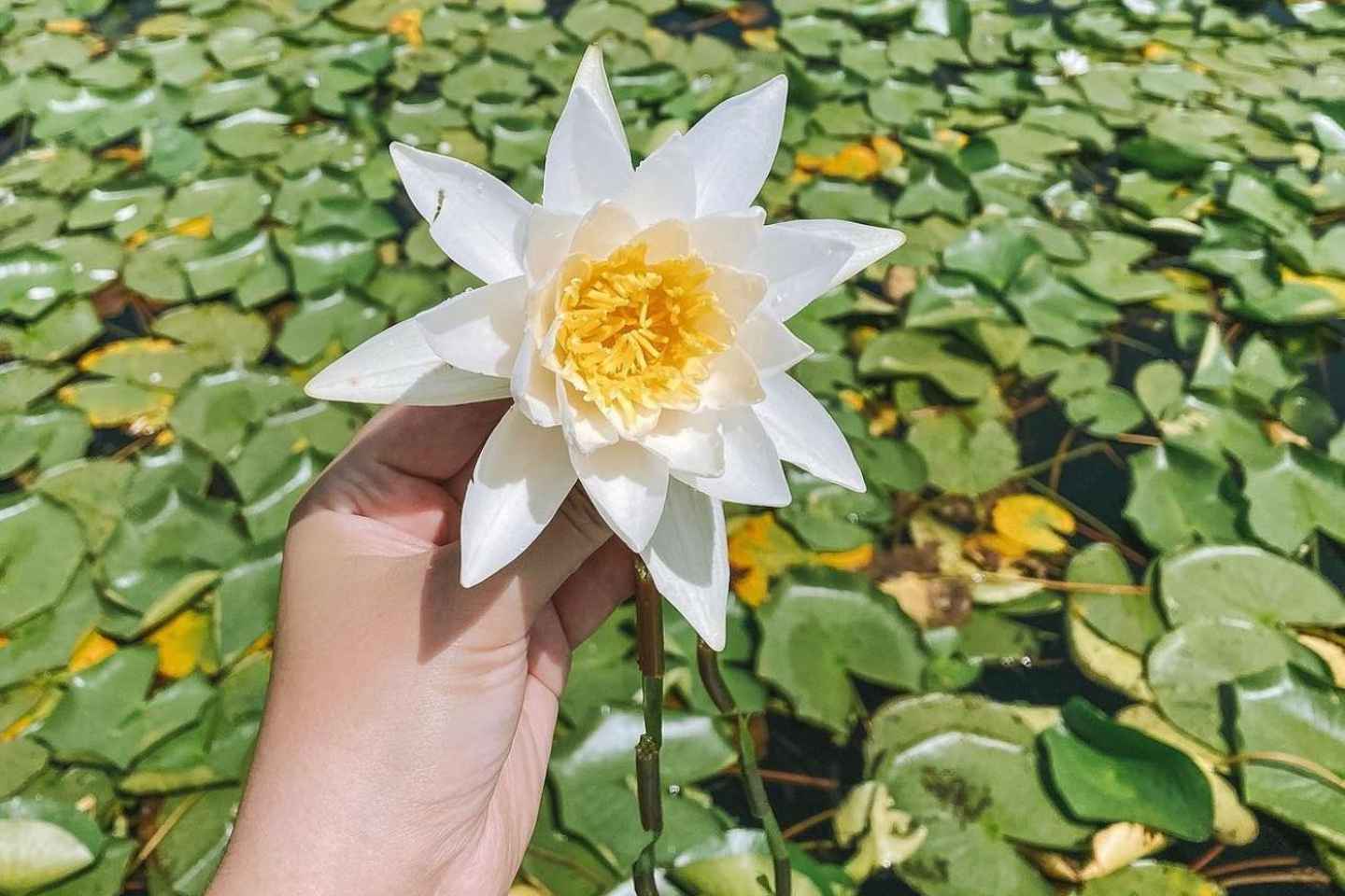 SÓLSETUR/SÓLARUPPRÁS EINKA BÁTATÚR Á SKADAR VATNI (2 KLST)