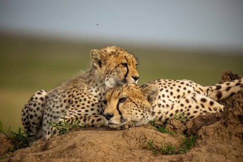 Big Five Luxe Safari in Tanzania