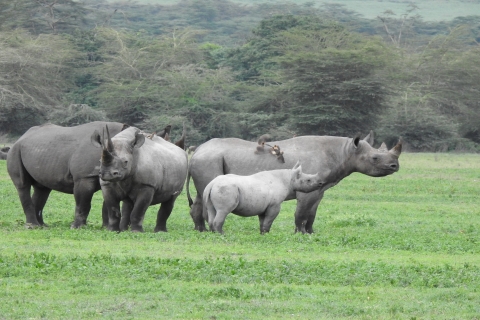 Safari de lujo con los Cinco Grandes en Tanzania
