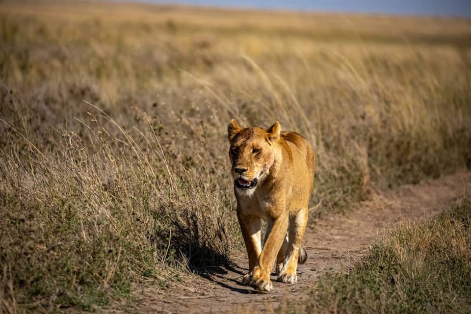 Kilimandscharo 7 tägige Big Five Luxus Safari Tour durch Tansania