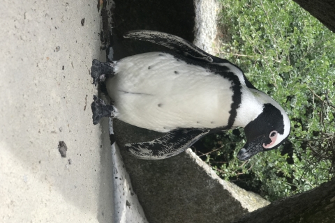 Excursions au départ du Cap : Circuit des pingouins et du Cap de Bonne Espérance