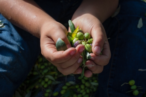 Expérience locale : Une journée dans une ferme d'huile d'olive biologique locale