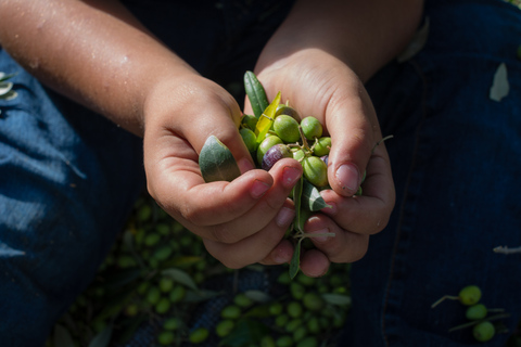 Corfù: tour della fattoria dell&#039;olio d&#039;oliva biologico con trasferimento e degustazione