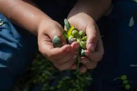 Corfu: Organic Olive Oil Farm Tour with Transfer and Tasting