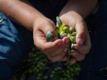 Corfù: tour della fattoria dell'olio d'oliva biologico con trasferimento e degustazione