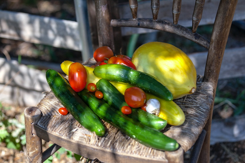 Local Experience: A Day at a Local Organic Olive Oil Farm