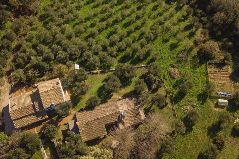 Experiencia local: Un día en una granja local de aceite de oliva ecológico