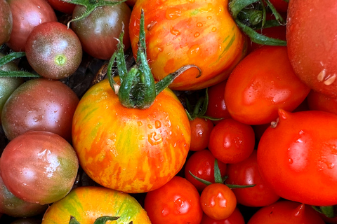 Lokale Erfahrung: Ein Tag auf einer lokalen Bio-Olivenöl-Farm