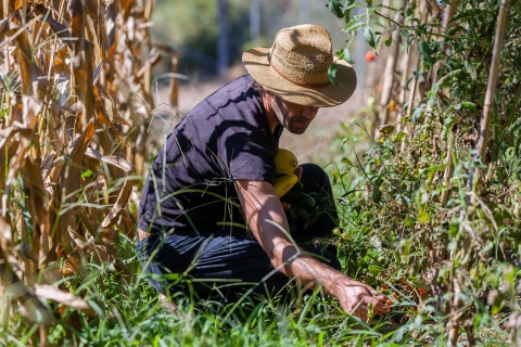 Lokale Erfahrung: Ein Tag auf einer lokalen Bio-Olivenöl-Farm