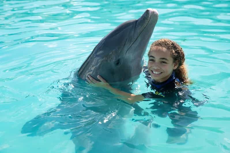 Miami: Schwimmen Mit Delfinen Mit Eintritt Ins Seaquarium | GetYourGuide